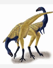 This image shows a reconstruction of Limusaurus with no evidence of feather structures.