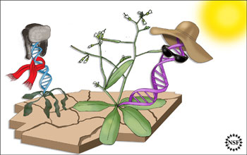 Two plants--one dying, the other thriving--as determined by a small number of genes