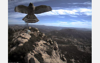 Hawk approaching a remote HPWREN site