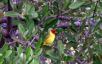 Mangrove warbler (<em>Dendroica petechia bryanti</em>)