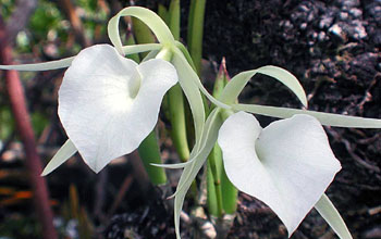 Lady of the Night Orchid (<em>Brassevola nodosa</em>)