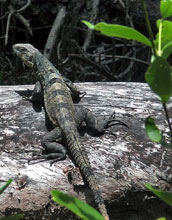 Spiny Iguana (<em>Ctenosaurus similes</em>)