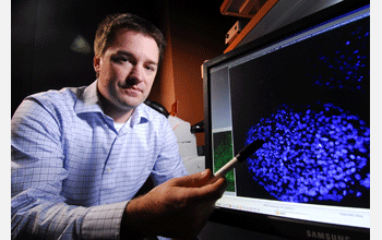 Pggregate of embryonic stem cells with blue-stained nuclei undergoing differentiation.