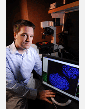 Aggregate of embryonic stem cells with blue-stained nuclei undergoing differentiation.