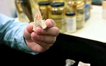 Megalodon tooth