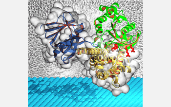 Surface and computer graphic representation of Cdc42 and Dbs against backdrop of cells