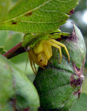 Crab Spider (<em>Misumena vatia</em>)