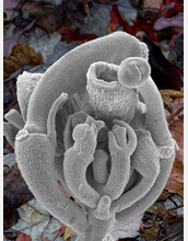 Scanning electron micrograph showing the abnormal anatomy of a group of developing flowers