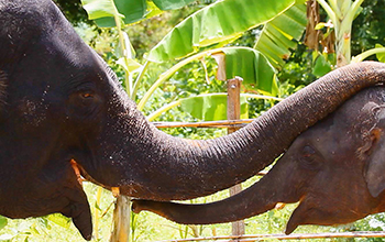 Parent and baby elephants