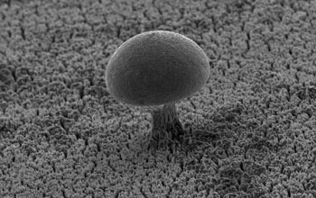 Nanomushroom grown among a field of nanowires