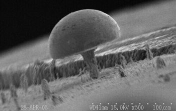 Nanomushroom grown among a field of nanowires