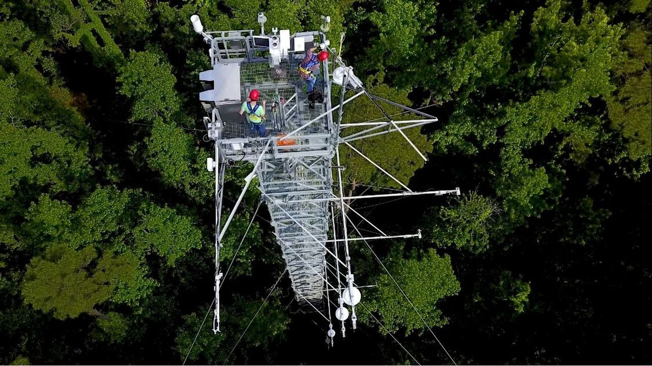 tower above the trees