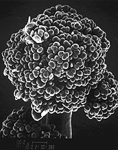 <em>Arabidopsis thaliana</em> in the cauliflower mutant form.