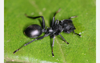 A tropical ant not infected with the parasitic nematode is simply black