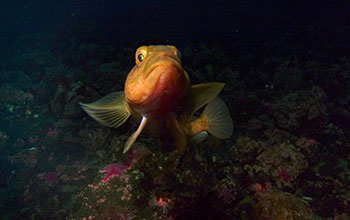 A <em>Pagothenia Bernacchi</em> fish in the Ross Sea, Antarctica