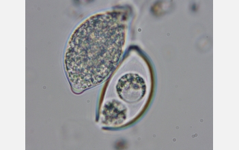 Phytophthora microbes, under study by PAMGO scientists, attack crops, trees and shrubs.