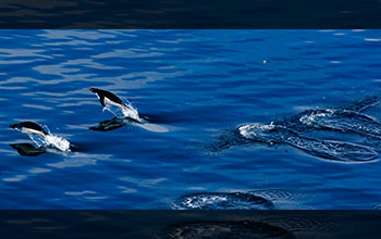 Adelie penguins