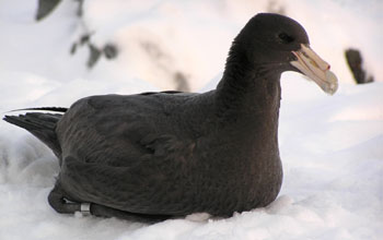 Giant petrel chick