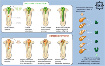 Illustration showing non-self pollen fertilizing a petunia; and conversely self pollen perishing