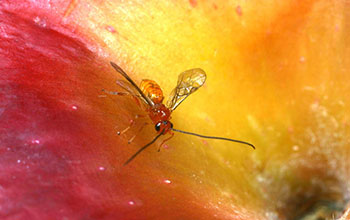 Male parasitic wasp (<em>Diachasma alloeum</em>) on an apple