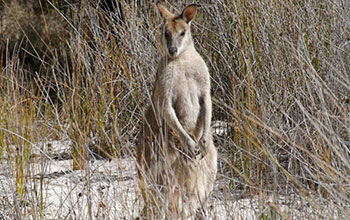 A wallaby on South Stradbroke Island in Australia