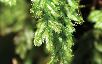 <em>Hymenophyllum jamesonii</em>, an epiphytic fern of neotropical rain forests,