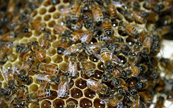 European honeybees at work in their hive