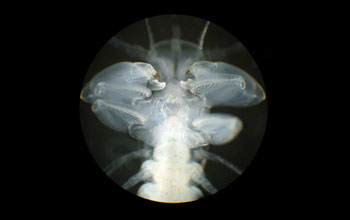 A remipede, <em>Pleomothra fragilis</em>