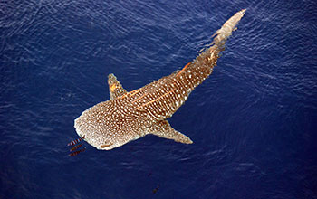 Whale shark