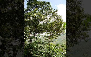 A <em>Miconia affinis</em> tree growing within a shade-coffee farm in Chiapas, Mexico