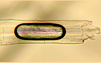 Pockets of air trapped inside cellulose fibers submerged in stout beer