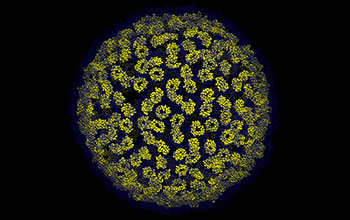 Cells infected with HIV-1 produce tiny, spherical "virions" to infect other cells