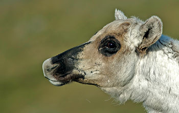 A caribou in western Greenland