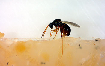 A female parasitic wasp (<em>Leptopilina heterotoma</em>) inserts her ovipositor into a larva