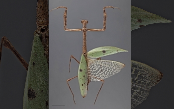 Female <em>Heterovates pardalina</em> praying mantis