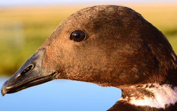 Pacific black brants (Branta bernicla nigricans)