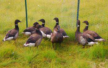 A captive flock of Pacific black brants (<em>Branta bernicla nigricans</em>)