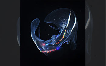 Ctenophore <em>Ocyropsis maculate</em>