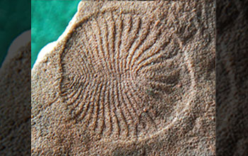 <em>Dickinsonia</em>