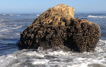 Californian mussels (Mytilus californianus) on rock in intertidal zone