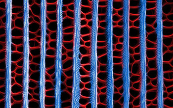 Nanostructures on an emerald-patched cattleheart butterfly wing