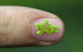 Leaves of the fern