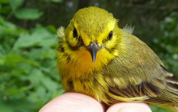 Female prairie warbler