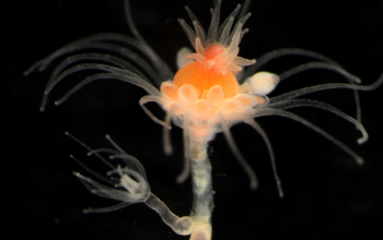 Juvenile polyp on stem of mature polyp