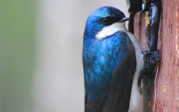 Tree swallow