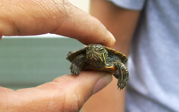 Painted turtle hatchling