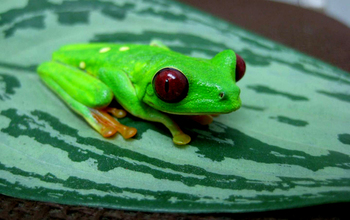 Red-eyed tree frog (Agalychnis callidryas)