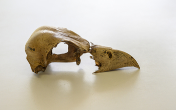 Skull of <em>Caracara creightoni</em>