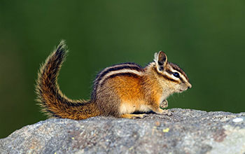 Townsend’s chipmunk