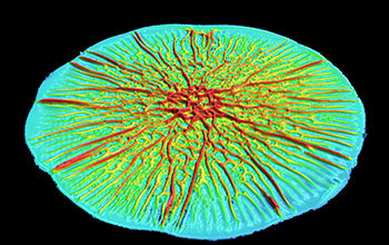 A growing biofilm forms a starburst-like pattern